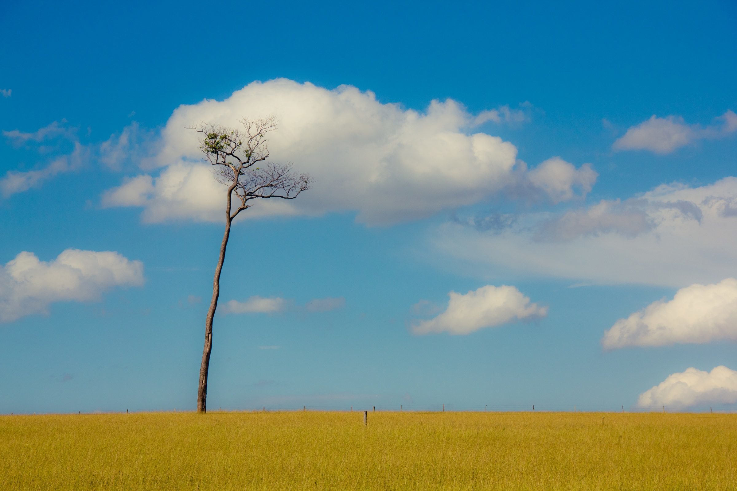 Foto de JOSE ROBERTO DE OLIVEIRA 6