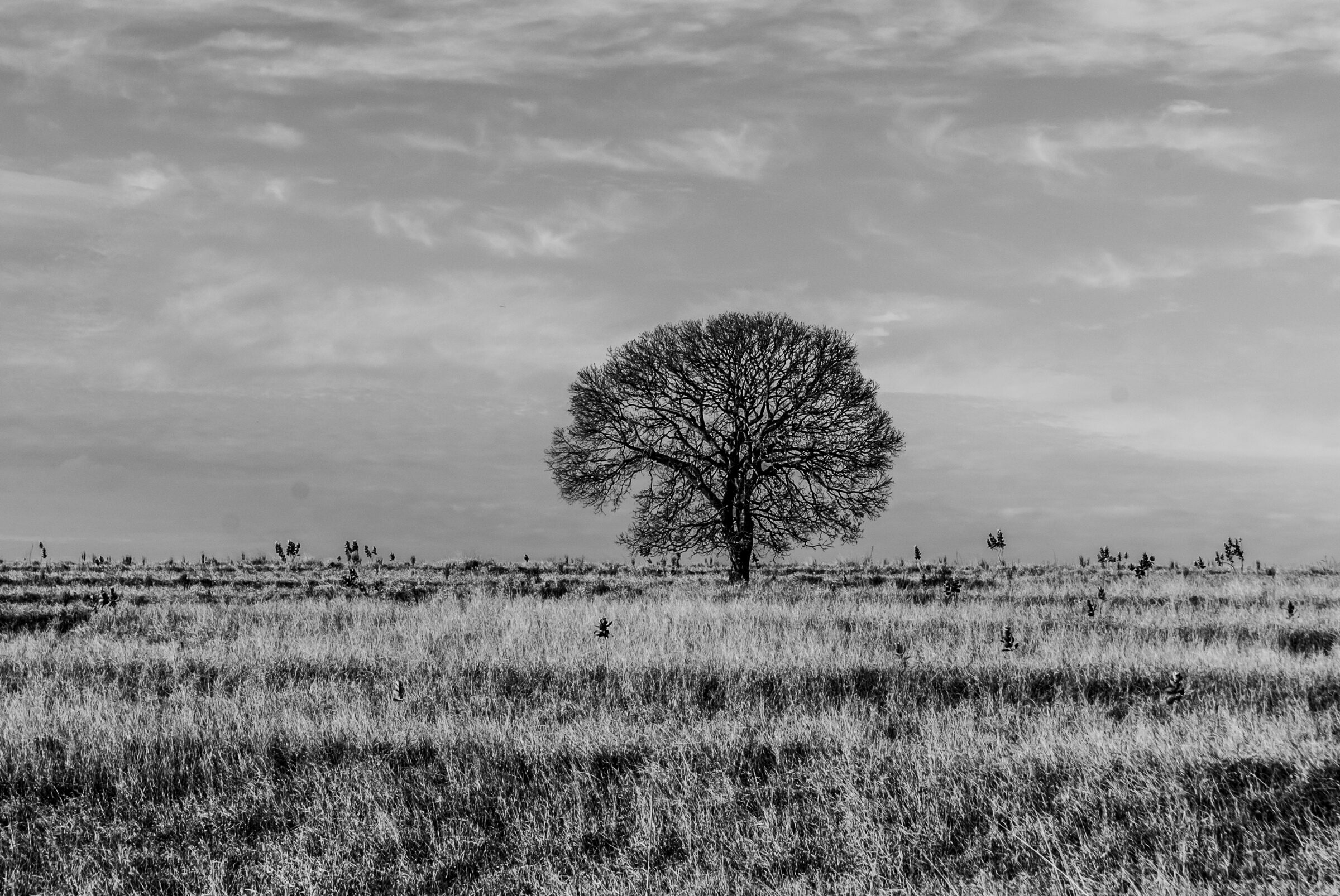 Foto de JOSE ROBERTO DE OLIVEIRA 4